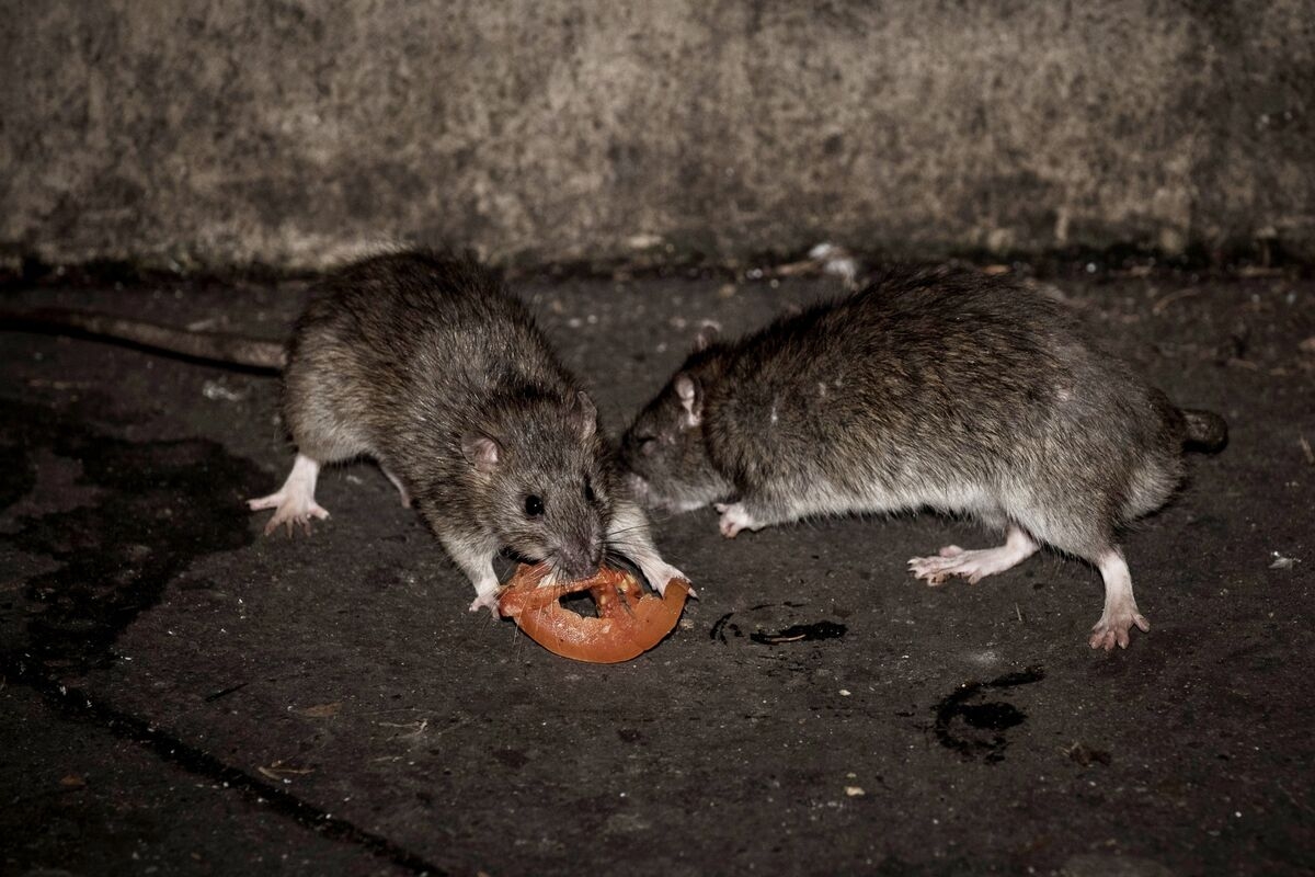 Climate Change Is Helping Fuel an Urban Rat Boom