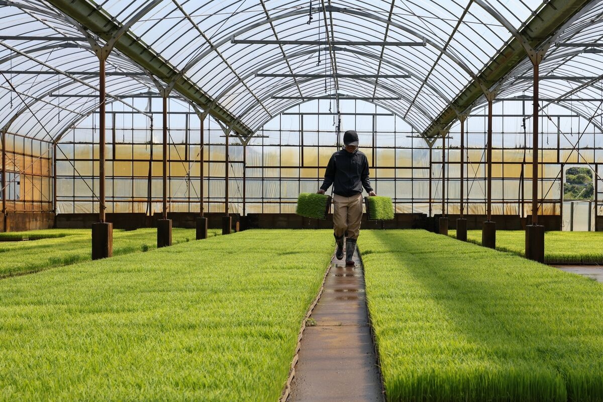 Japan Ditches Historical Rice Curbs With Ishiba's Fate at Stake
