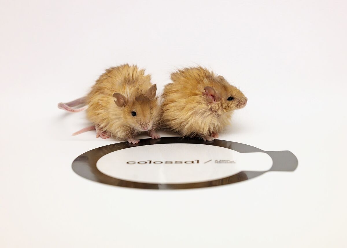 Startup Trying to Un-Extinct Prehistoric Mammoth Creates ‘Woolly Mouse'
