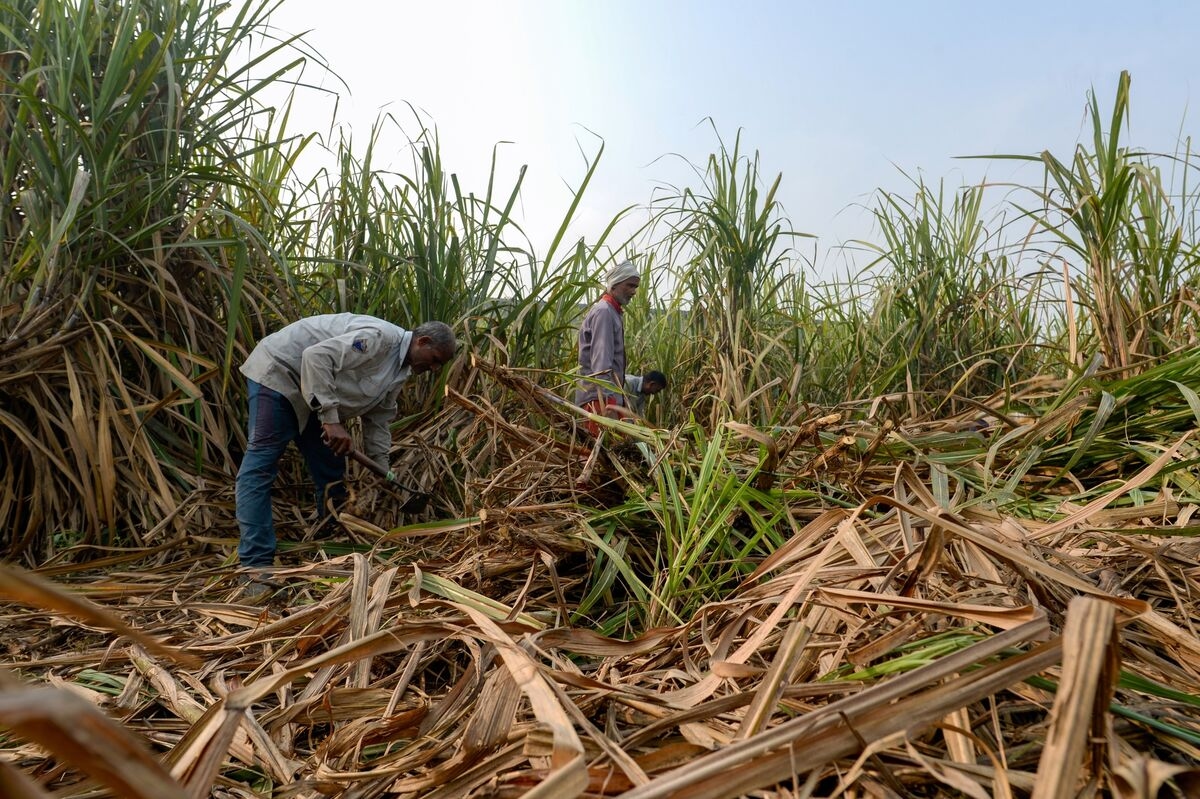 India Plans to Allow Sugar Exports Next Season to Avoid Surplus