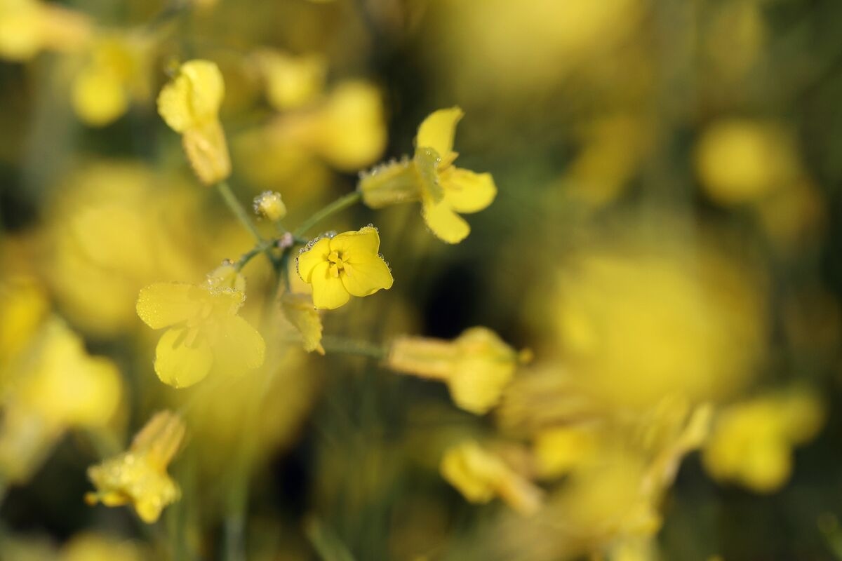 China Imposes Temporary Duties on Canadian Rapeseed After Probe