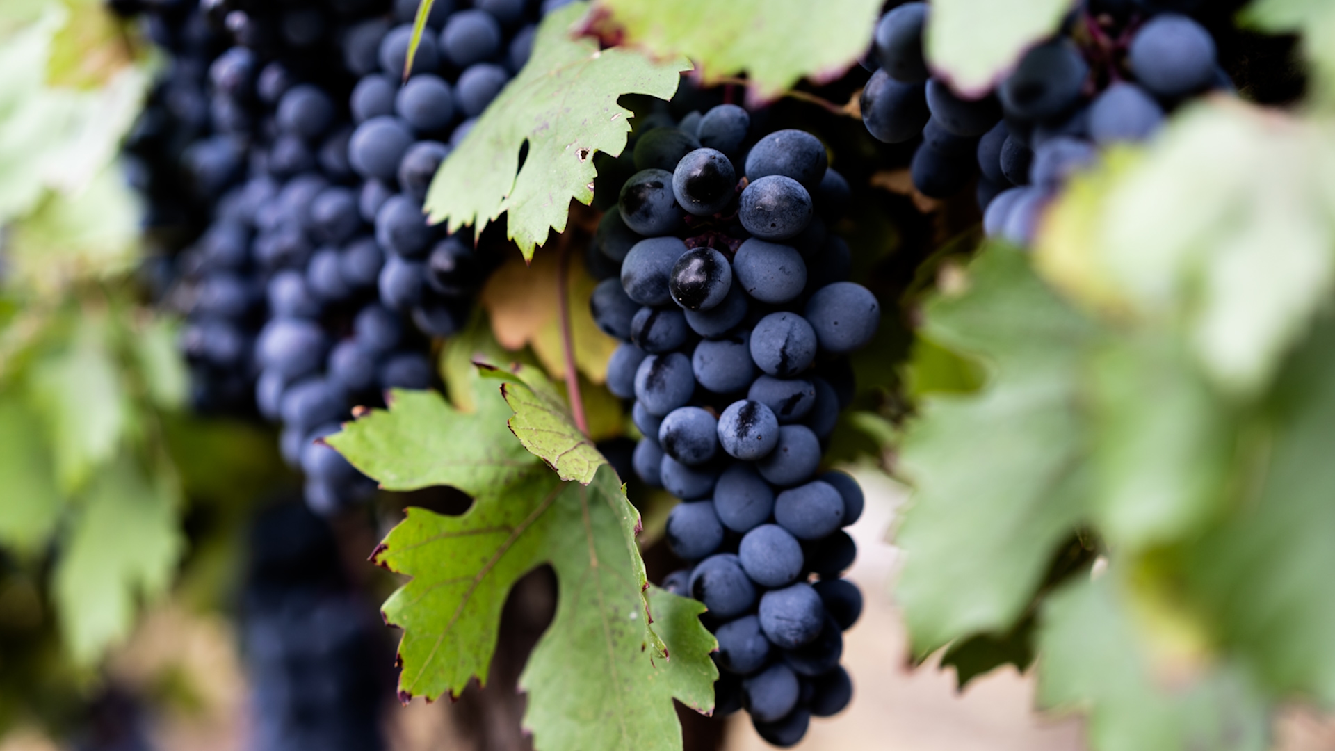 EU Wines Face Interim 15% US Tariffs as Talks Continue