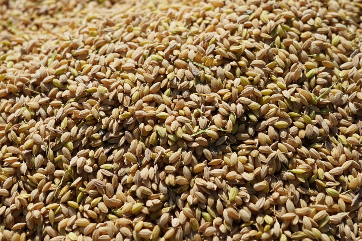 Japan to Set Up Minister-Level Meeting to Address Rice Supplies