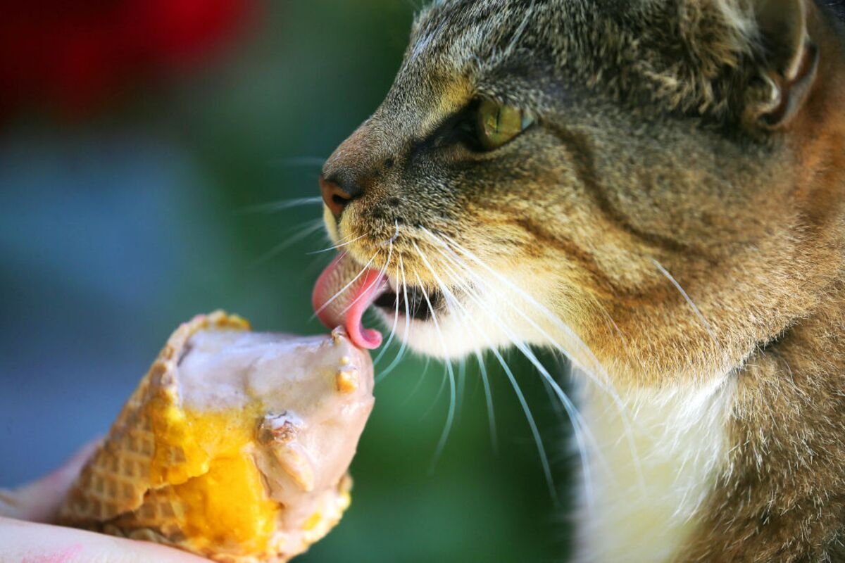 I Scream, You Scream, We All Scream About Ice Cream's Price