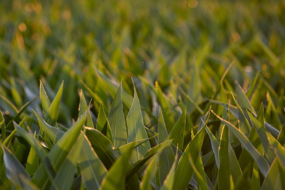 Is that an Economic Green Shoot or a Weed?