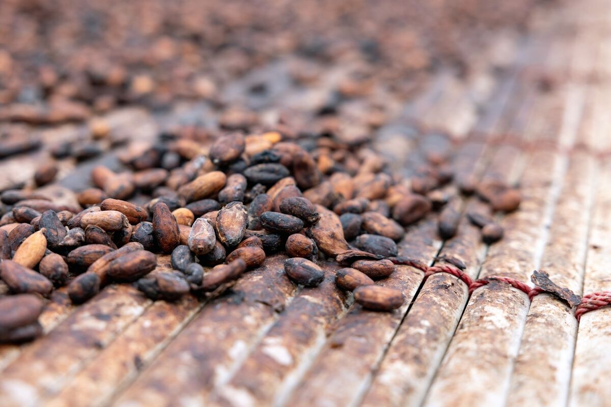 Cocoa Futures Surge on Worries About Weaker Crops in West Africa
