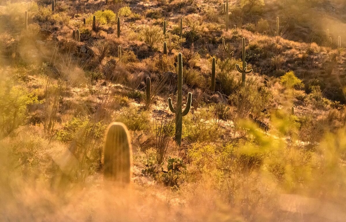 Arizona Is Turning Into a Dystopian Novel