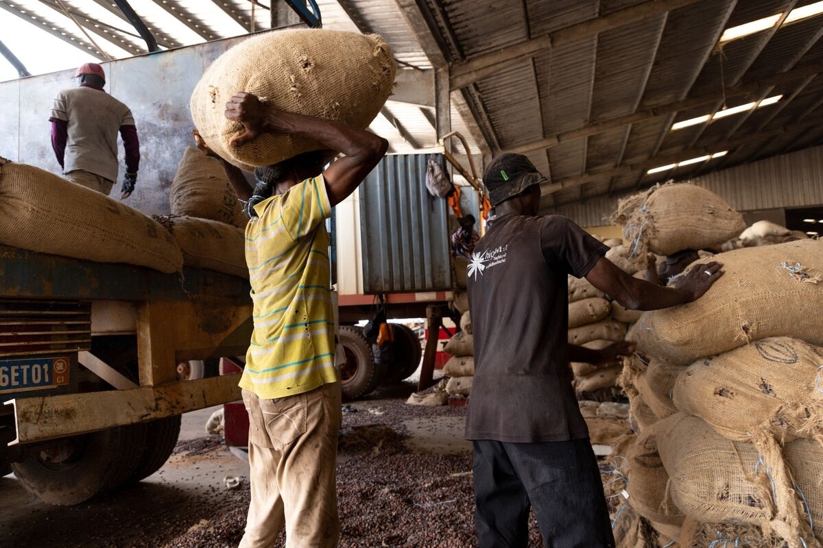 West African Growers Hold Back Cocoa in Risky Bet on Price Gains
