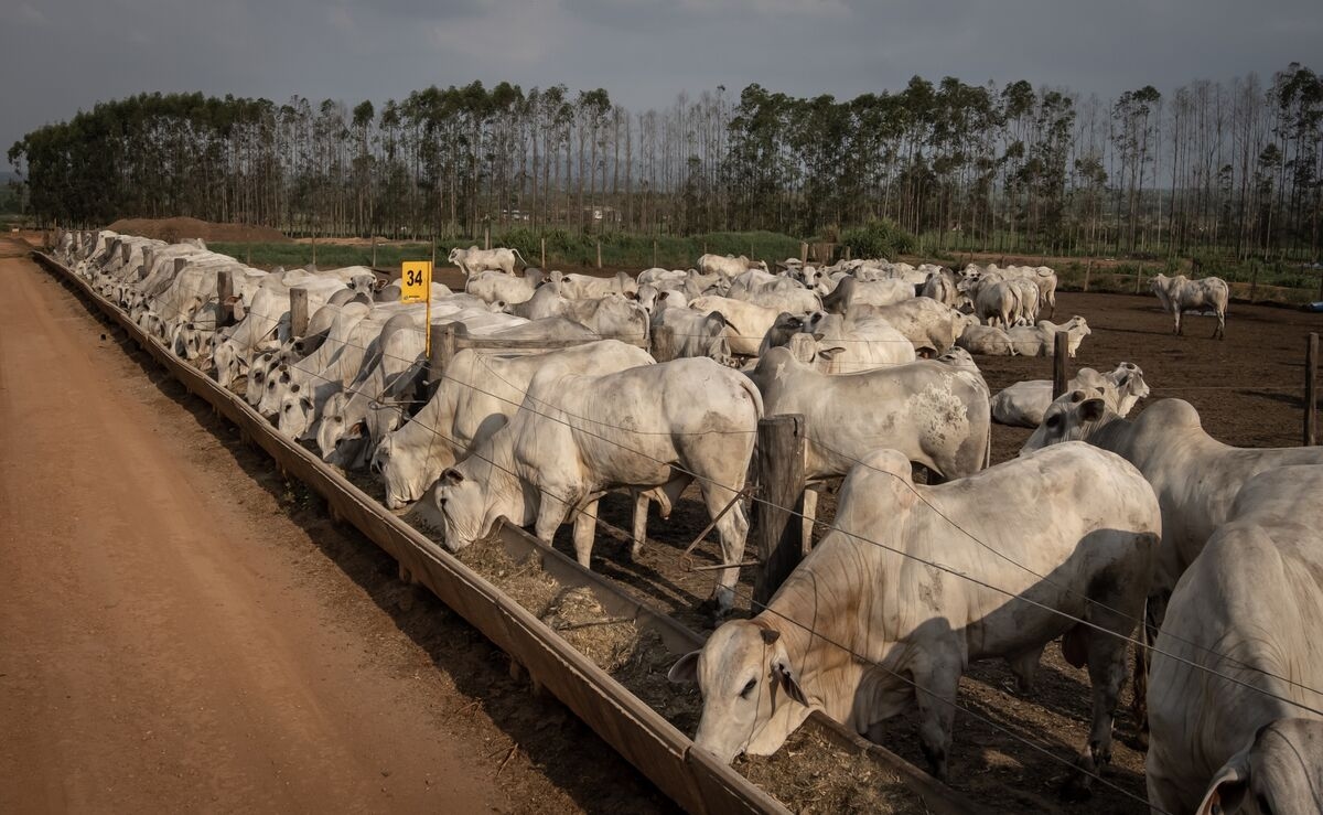 Trump's Tariffs Threaten Brazil Beef With $1 Billion Sales Loss