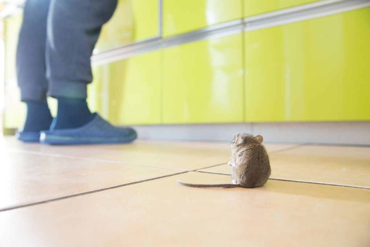 Golub Leads $300 Million Loan for Pest Control Company Greenix