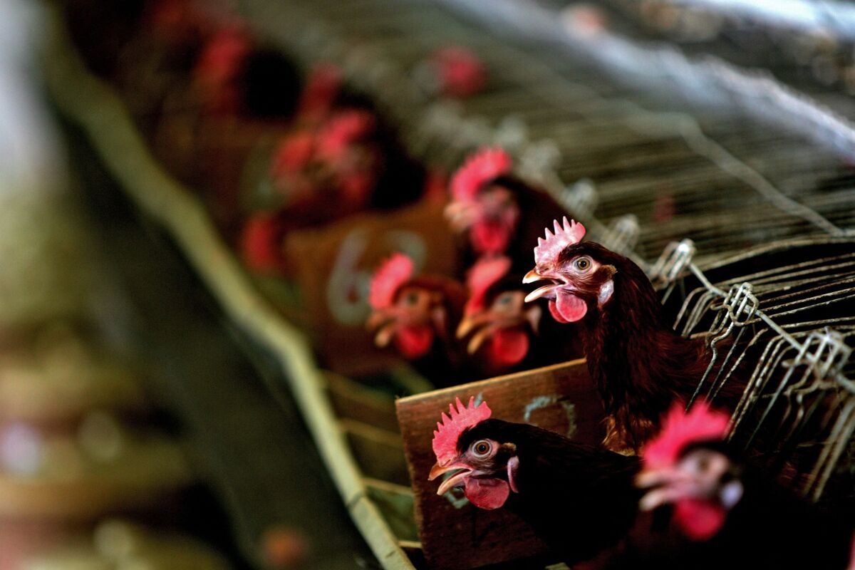 China Bans All Poultry Imports From Brazil on Bird Flu Case