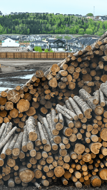 Why the US and Canada Are Fighting Over Lumber Again