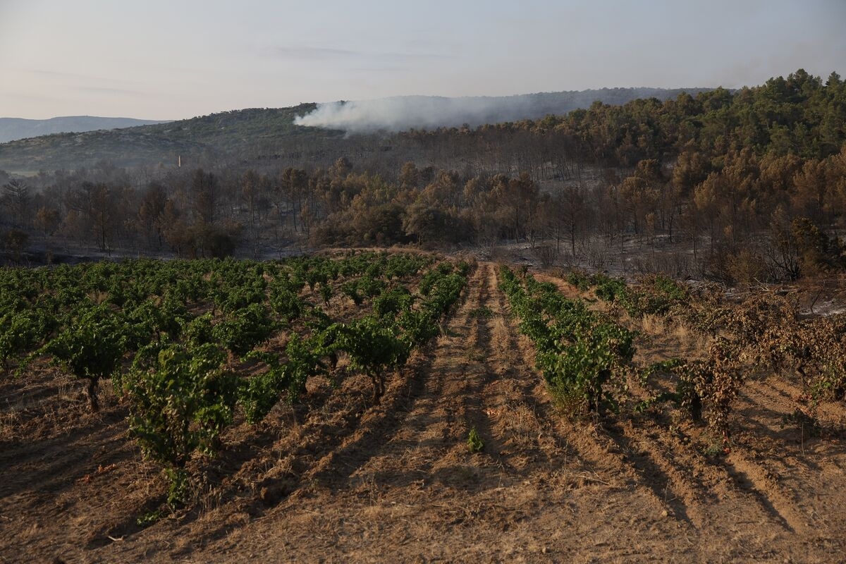 France's Wine Output Set to Climb 17% Though Wildfires a Threat