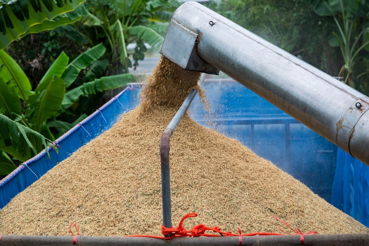 Philippines Eyes India, Thailand Rice to Cut Vietnam Reliance