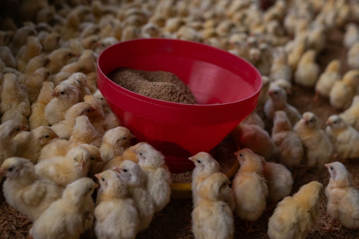 India May Allow GM Animal-Feed Imports From US in Trade Deal