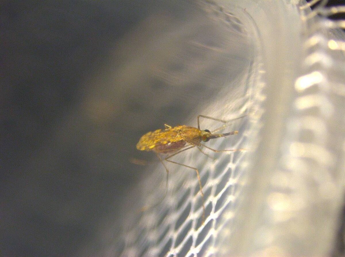 To Reduce Malaria, Treat Infected Mosquitos