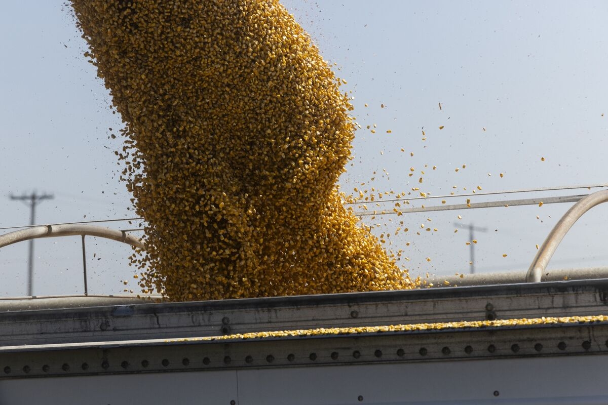 Thai Feed Mills Eye $2.8 Billion of US Crops Amid Tariff Risks