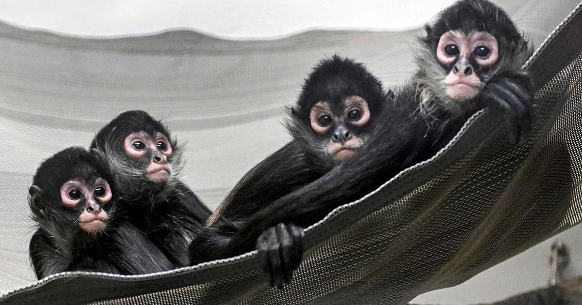 Former Secret Agents Enter the Battle Against Wildlife Smugglers Backed by Drug Cartels