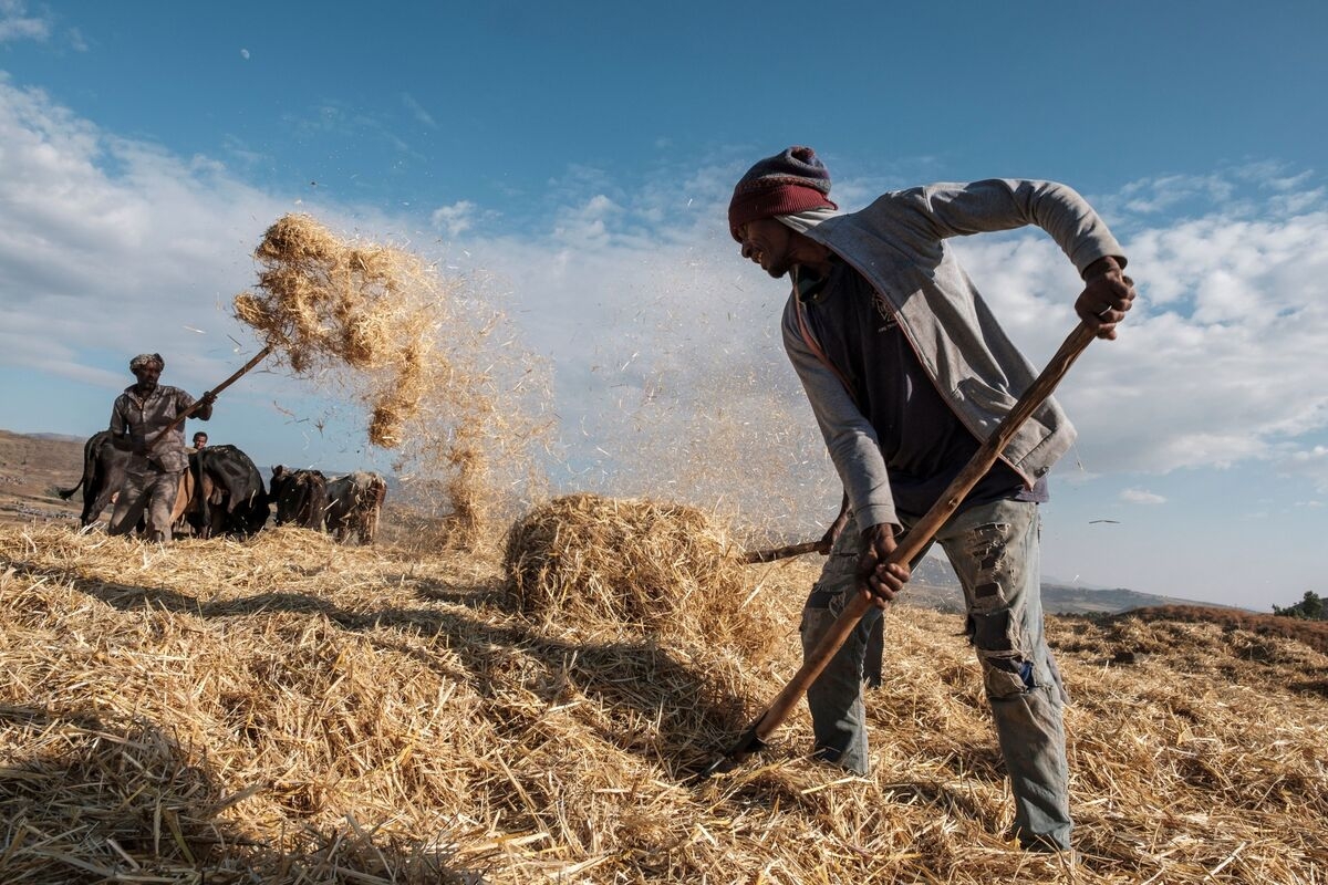 As World's Priorities Shift, African Leaders Focus on Food Sovereignty