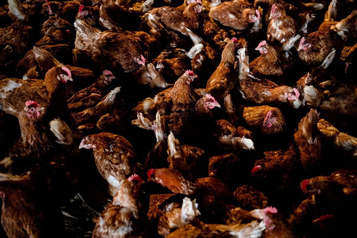 Sickly Animals Remind the World of Fragile Food Trade