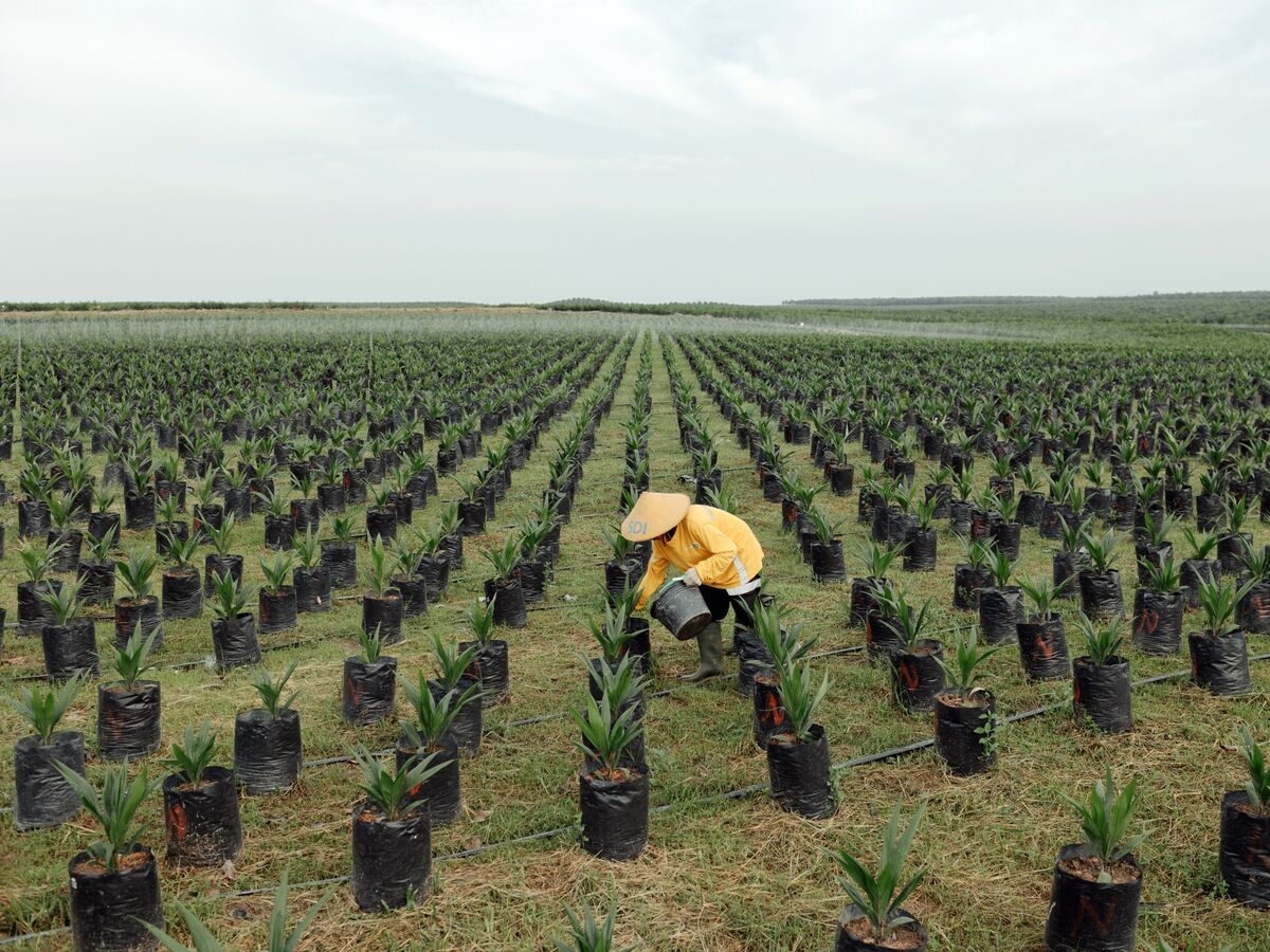 Indonesia Hikes Palm Export Levy to Boost Biofuel, Replanting