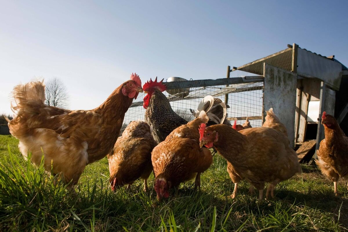 More Expensive Cage-Free Eggs Are Booming in US, Despite Trump's Efforts