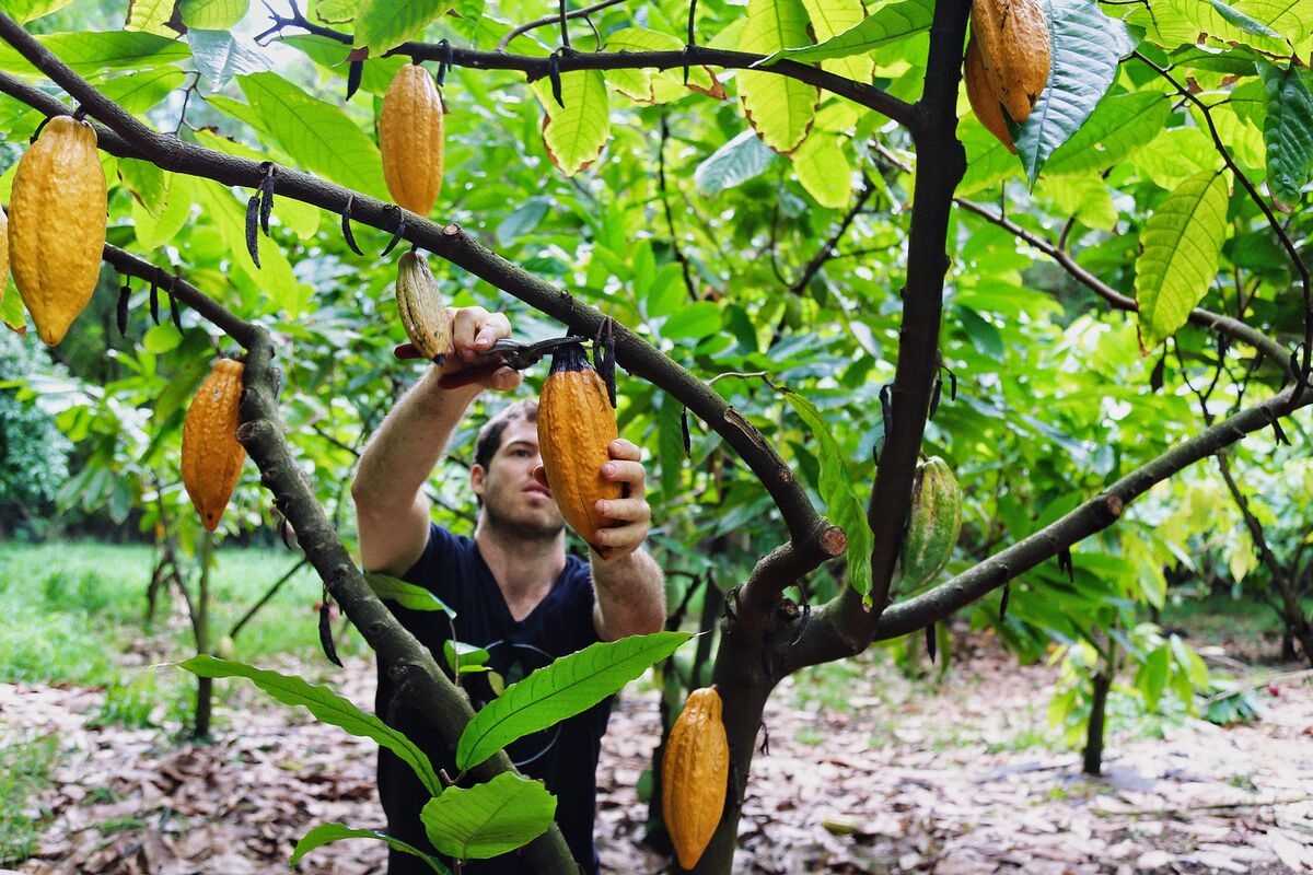 Trump Tariffs Spell Trouble for Hawaii's Few Coffee Farmers