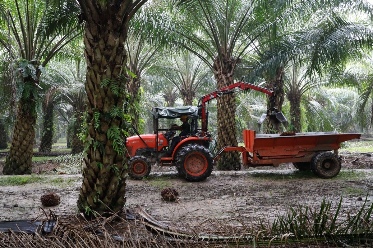 Job of Last Resort Puts Further Strain on Malaysia's Palm Sector