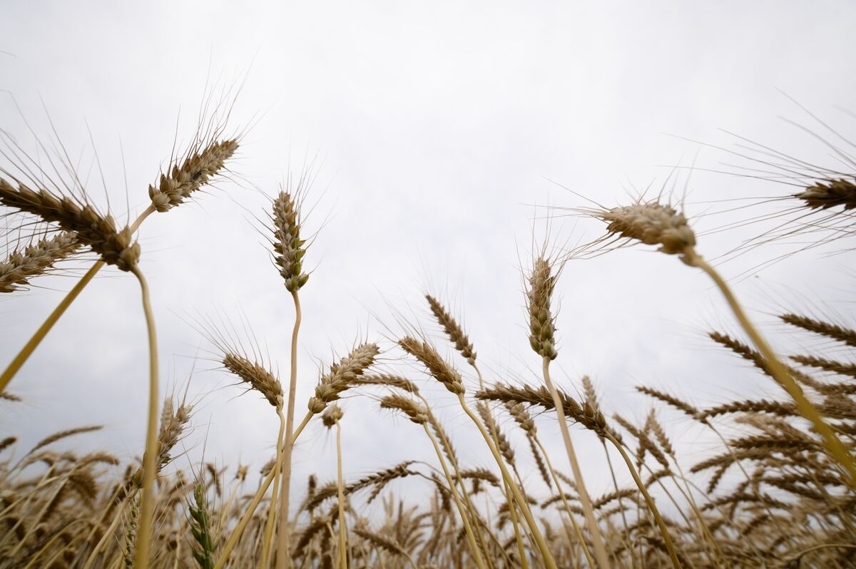 China Steps Up Cloud Seeding to Boost Rain in Dry Wheat Regions