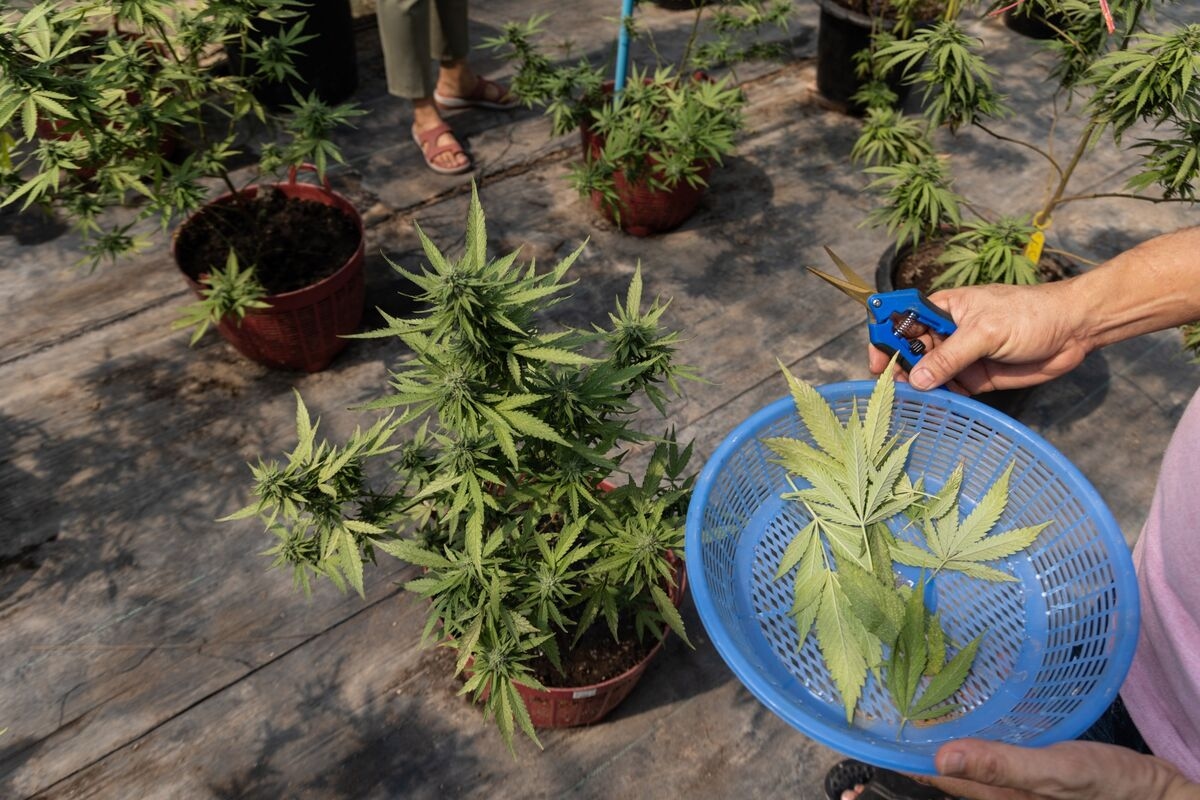 Pot Stocks Soar on Report Trump Mulling Drug Reclassification
