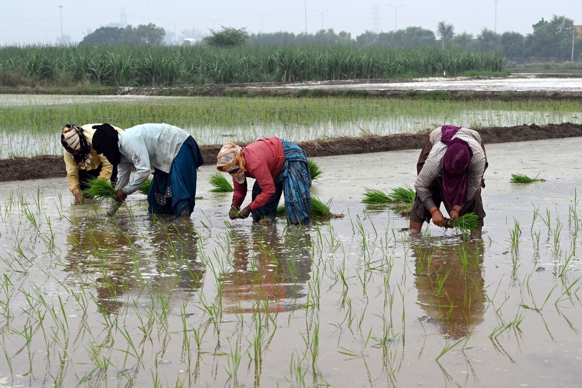 Early Monsoon Rains in India Raise Hopes of a Bumper Grain Crop
