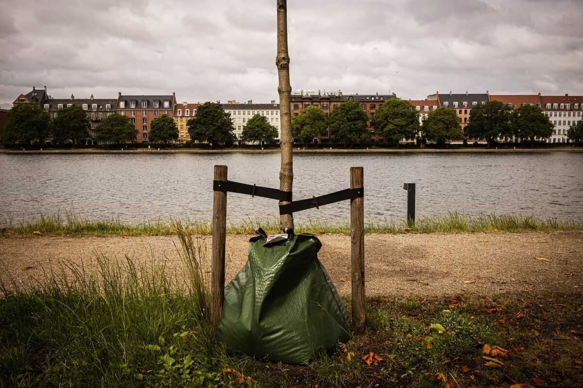 EU Carbon-Removal Rules Threaten the Region's Climate Targets