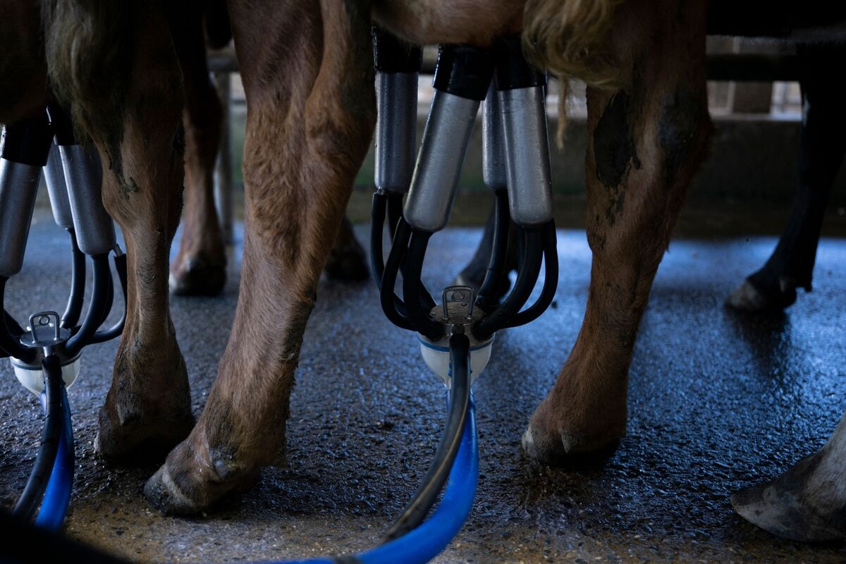Florida Links E. Coli and Campylobacter Outbreak to Raw Milk Farm