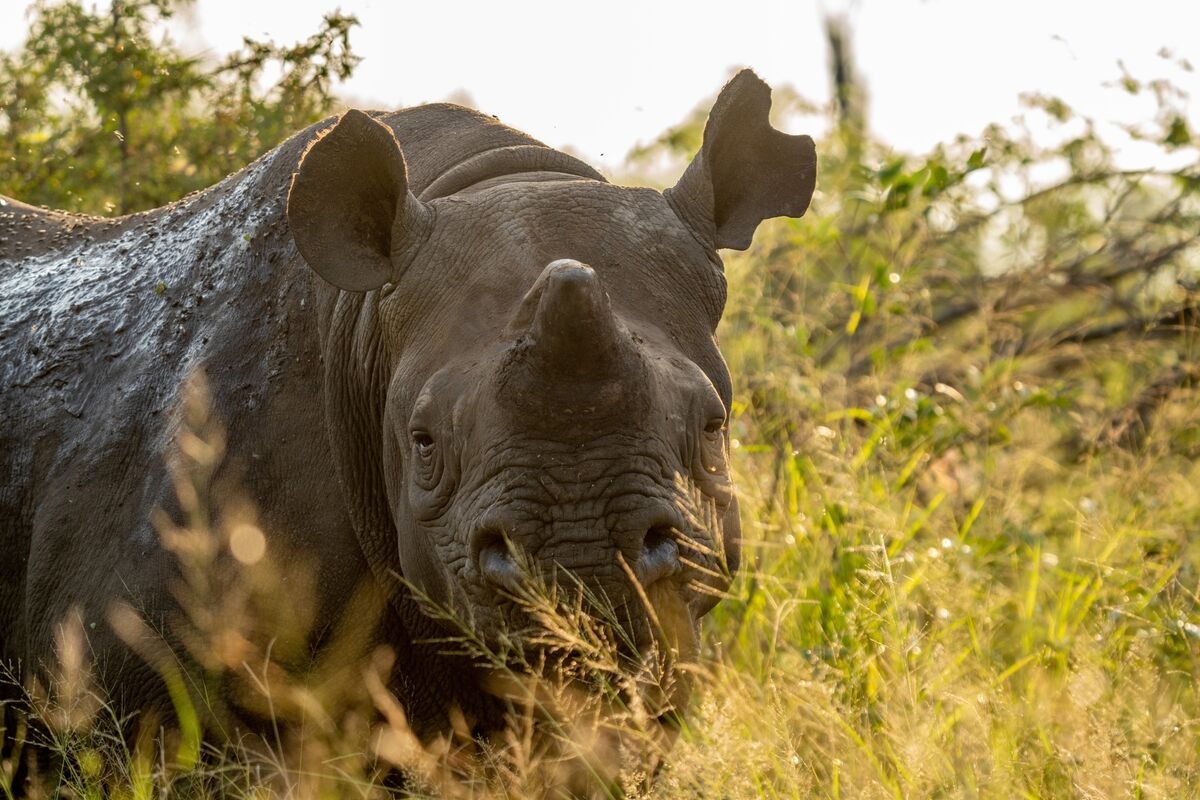 Cutting Off Horns Is the Best Protection for Rhinos, Study Finds