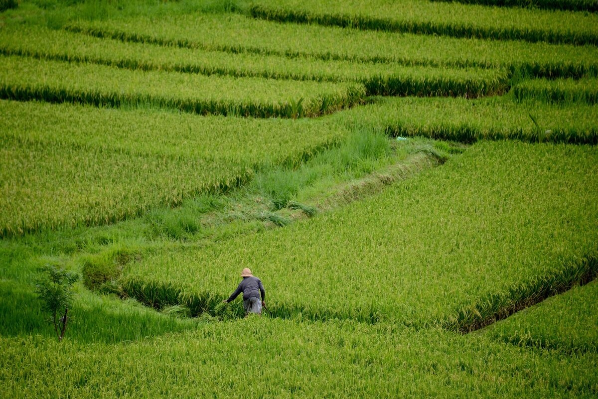 Indonesia Seeks to End Rice Imports This Year as Output Jumps