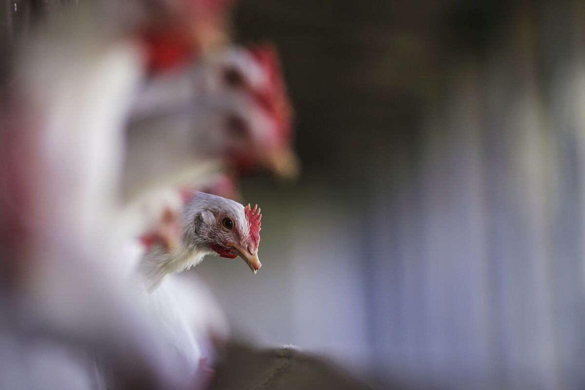 Top South Africa Poultry Producer Starts Bird Flu Vaccination