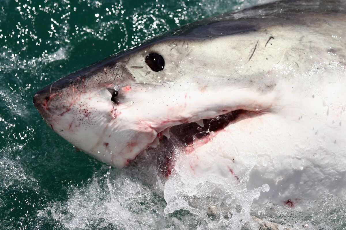 Fifty Years After Jaws, the Water's Not Safe...for Sharks