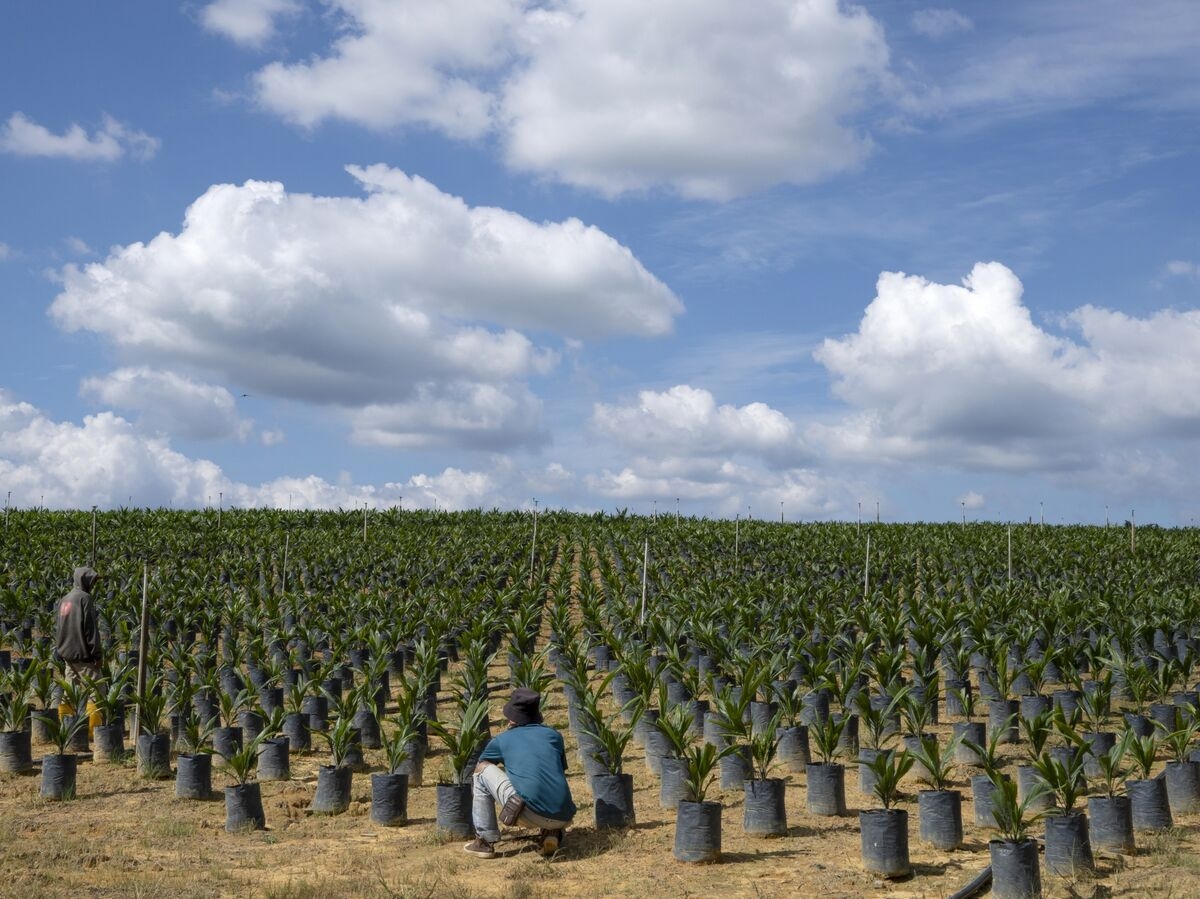 It's OK to Mine the Rainforest for Car Batteries