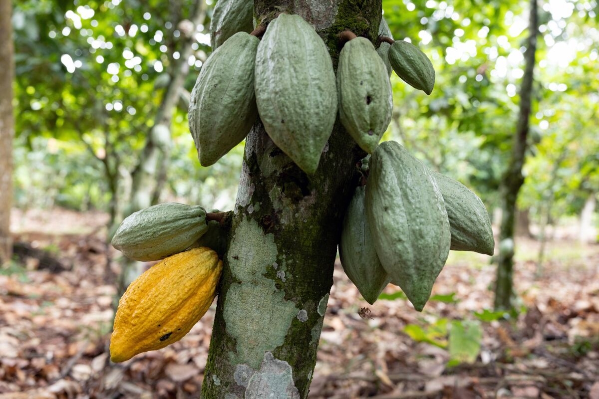Ghana to Start Cocoa Harvest Two Months Early to Curb Smuggling
