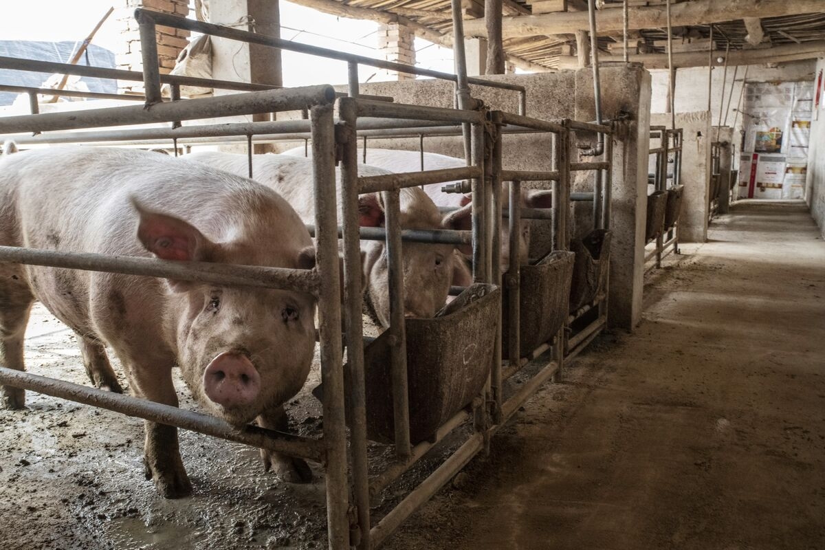 China Seeks Reduction in Pig Breeding Herds to Ease Oversupply