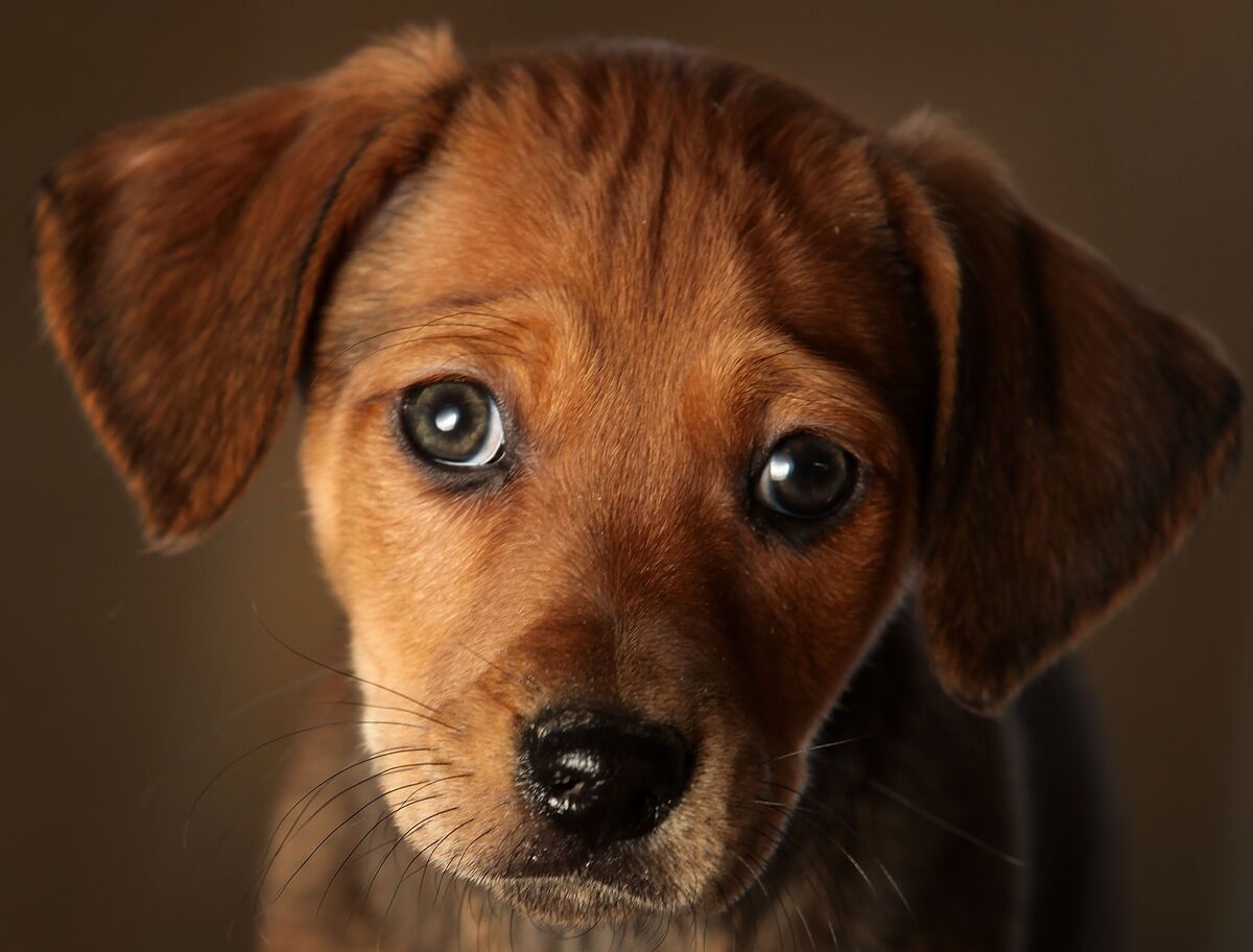 Record £1.23bn Paid Out in Pet Insurance Claims in 2024
