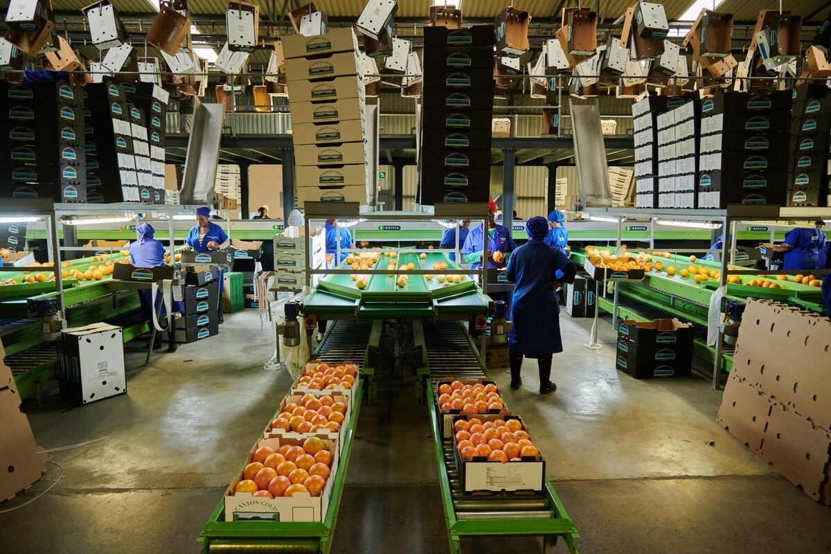 South Africa Farm Exports Surge 10% as US Shipments Climb