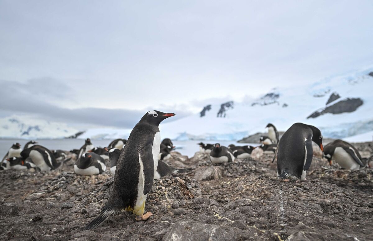 Penguin Poop Could Limit Global Warming's Impact on Antarctica