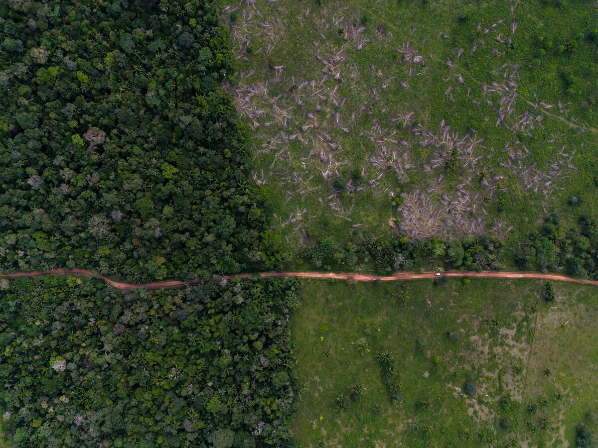 EU Nations Call for Simplifying, Delaying Deforestation Rules
