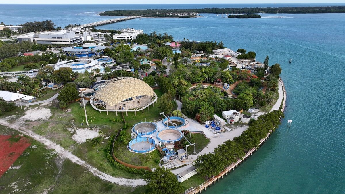 Dolphins for Sale: Bankrupt Aquatic Park Firm Scrambles for Cash