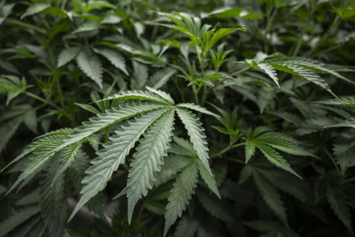 Trump Says Decision on Marijuana Classification Coming in Weeks