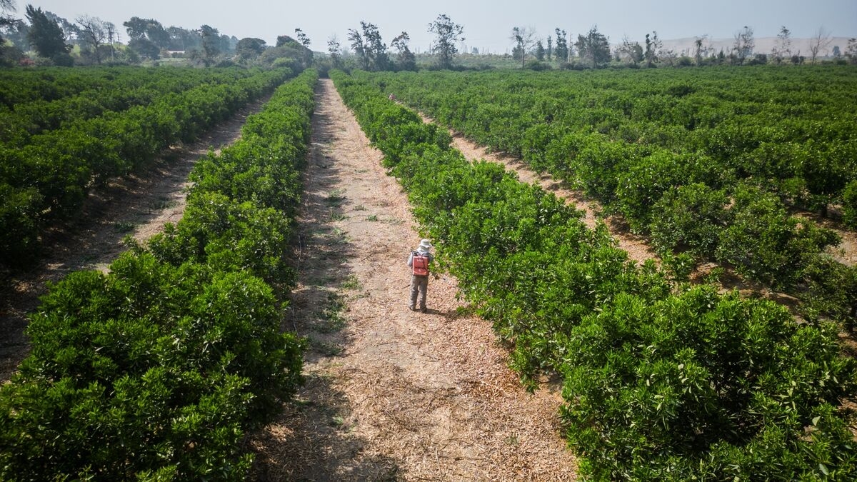 Peru's Growth Misses Expectations as Fishing, Farming Contracts