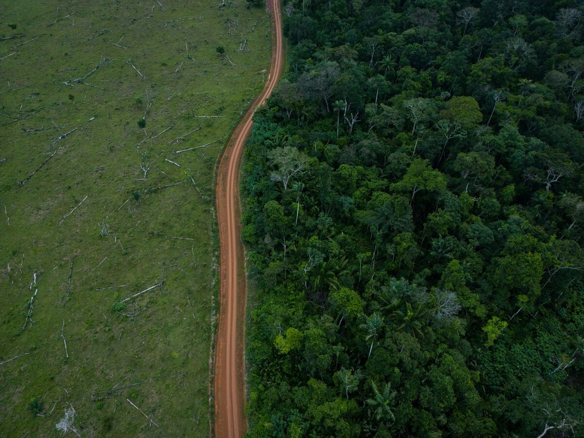 Asset Owners With $9.5 Trillion Call for Stopping Deforestation