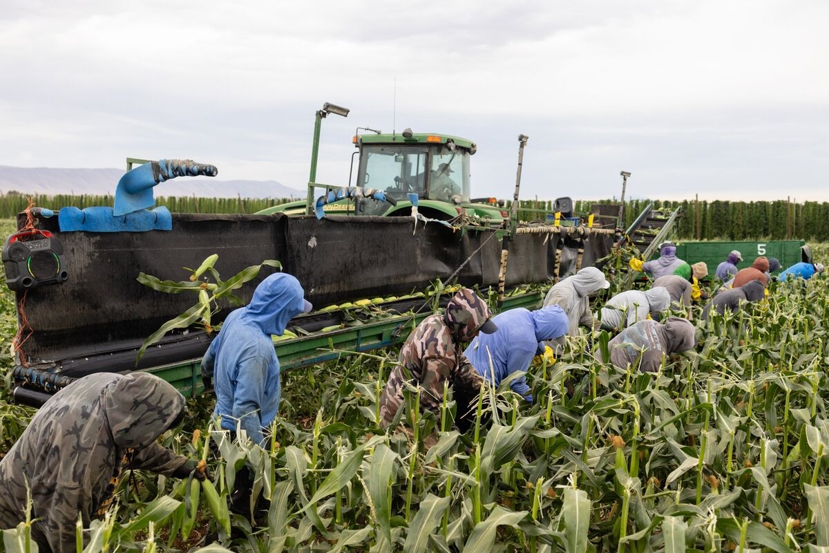 Record US Corn Crop Drives Profits for Top Fertilizer Maker
