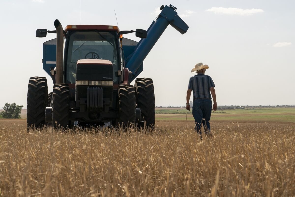 Wheat Holds Near May Low, Weighing Strong Dollar and US Exports